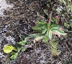 Oenothera multicaulis