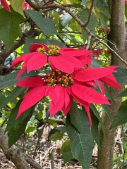 Euphorbia pulcherrima