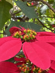 Euphorbia pulcherrima