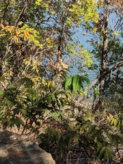 Ungnadia speciosa