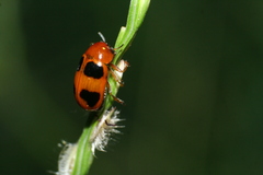 Physosmaragdina nigrifrons