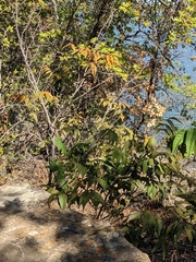 Ungnadia speciosa