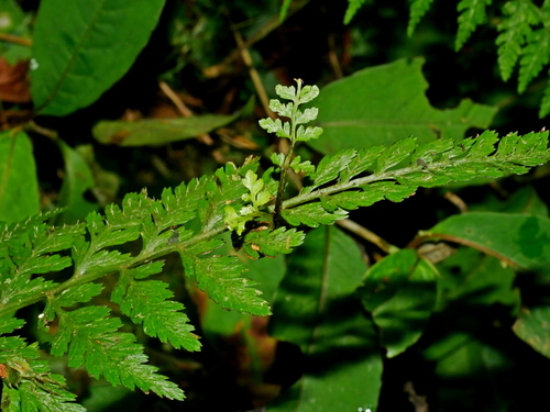 Athyrium strigillosum, photograph 5