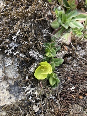 Oenothera multicaulis