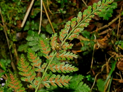 Athyrium strigillosum, photograph (c) Jacy Chen, some rights reserved (CC BY)