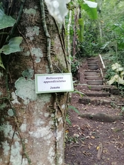 Heliocarpus