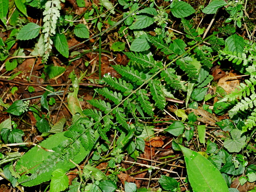 Athyrium setiferum observed 2022-09-20