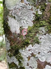 Herpothallon