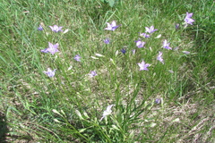 Campanula stevenii