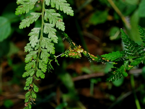 Athyrium strigillosum, photograph 6
