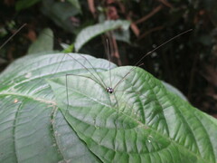 Phalangioidea