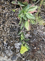 Oenothera multicaulis