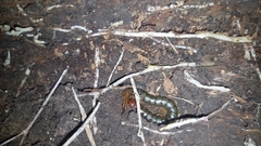 Cormocephalus