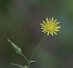 Pyrrhopappus pauciflorus