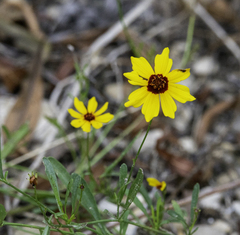 Coreopsis basalis