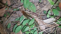 Cormocephalus