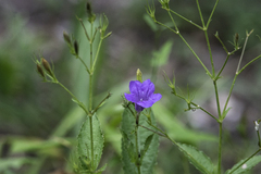 Ruellia simplex
