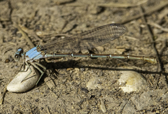 Argia moesta