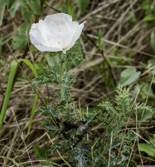 Argemone polyanthemos
