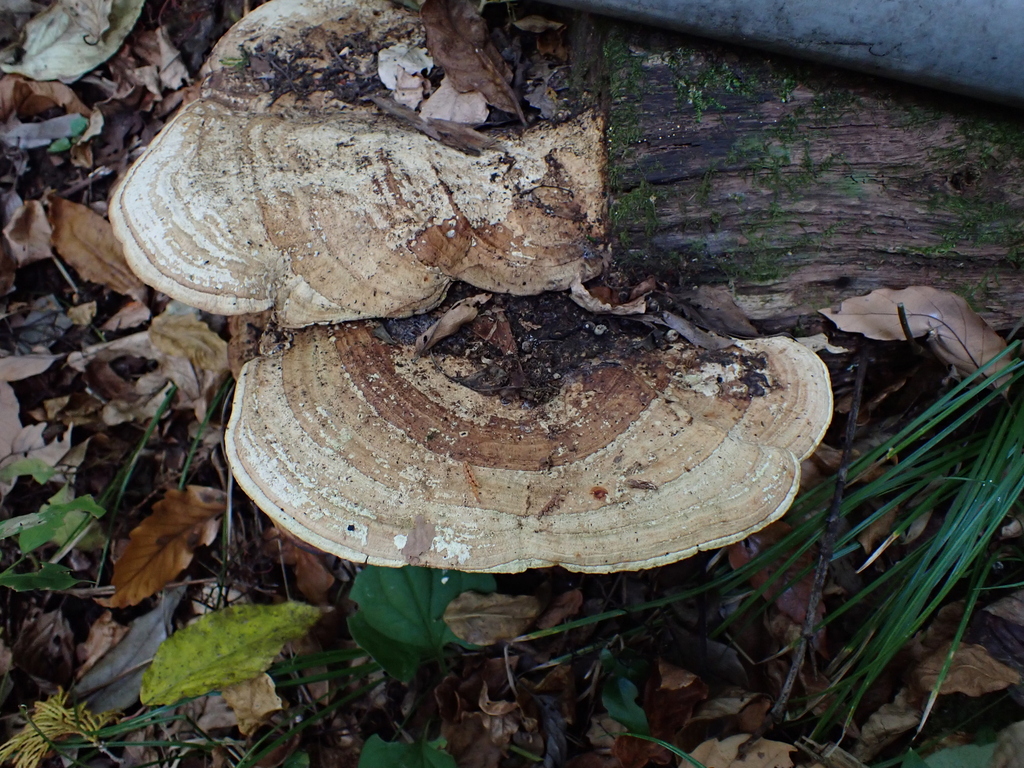 Fomitopsis dickinsii · November 2022 · photo: © atsushi_nakajima_cirque (iNaturalist, cc-by)