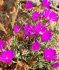 Lampranthus emarginatus