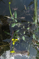 Ranunculus polyphyllus