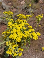 Othonna parviflora