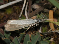 Catoptria languidellus
