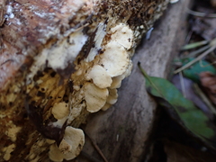 Neoantrodiella gypsea