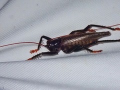 Gryllacrididae