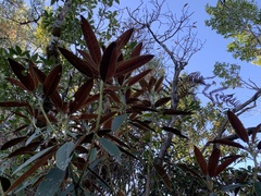 Rhododendron hyperythrum