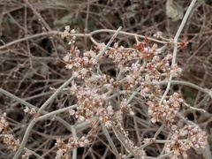 Eriogonum nummulare
