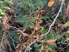 Rhododendron hyperythrum