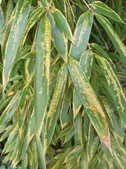 Stigmaeopsis celarius