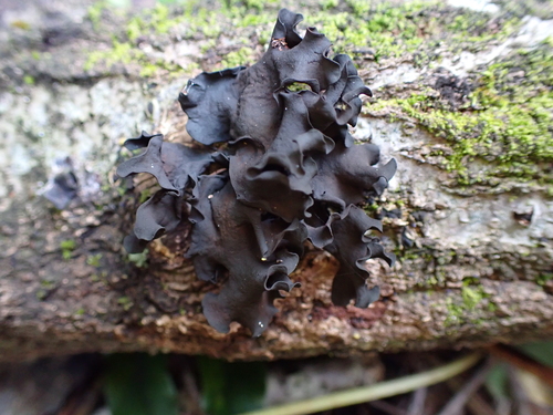 Phaeotremella eugeniae