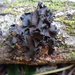 Phaeotremella eugeniae