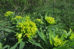 Euphorbia semivillosa