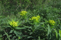 Euphorbia semivillosa