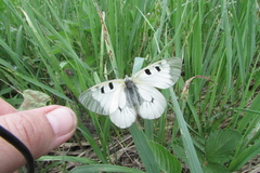 Parnassius mnemosyne