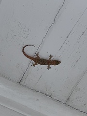 Hemidactylus turcicus