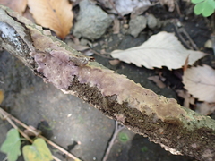 Phlebiopsis crassa