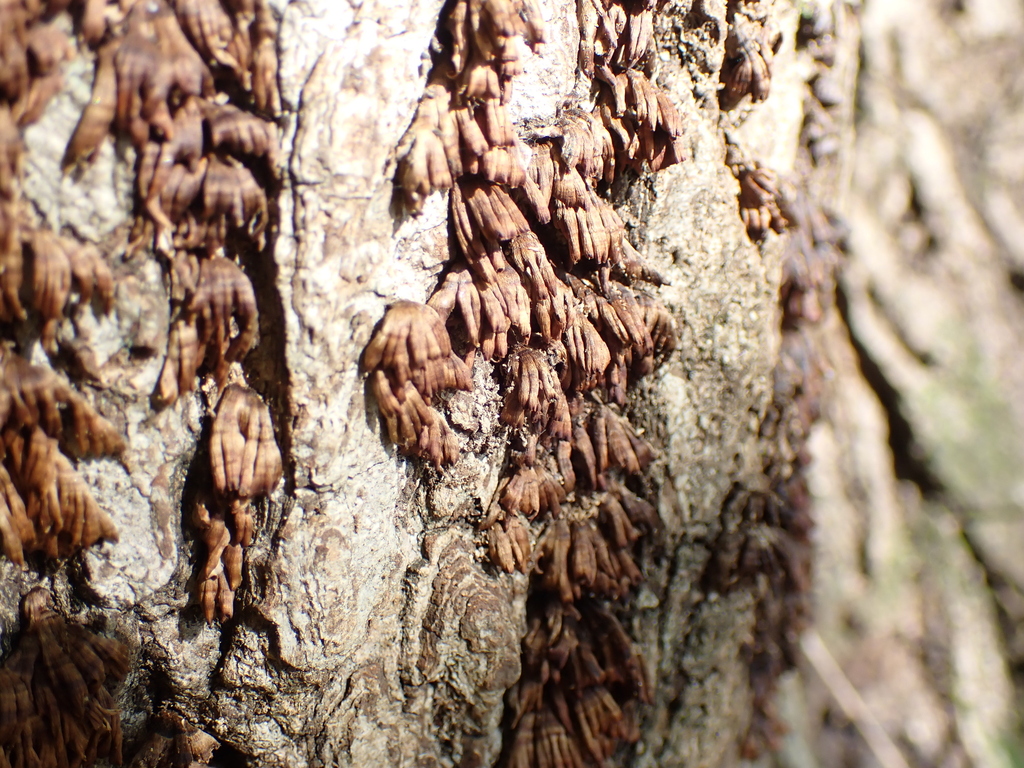 Xylobolus spectabilis · November 2022 · photo: © atsushi_nakajima_cirque (iNaturalist, cc-by)