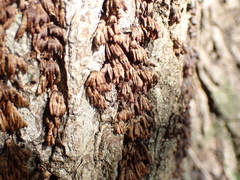 Xylobolus spectabilis