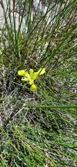 Moraea neglecta