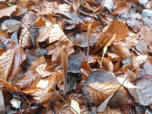 kyjovka rúrkovitá (Macrotyphula fistulosa)