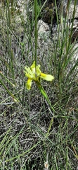 Moraea neglecta