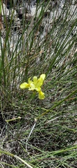 Moraea neglecta