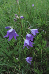 Campanula stevenii