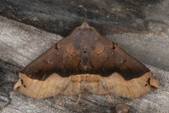 Ampelasia azelinoides