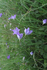 Campanula stevenii